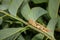 Grasshopper on a leaf. Green leaf eating insects.