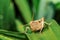 Grasshopper on a leaf. Green leaf eating insects.