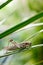 Grasshopper on leaf - macro close up