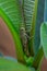 Grasshopper on a leaf on a plumeria bush leaf