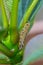 Grasshopper on a leaf on a plumeria bush leaf