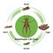 Grasshopper life Cycle vector for graphic design.