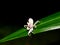 Grasshopper like antique flower perched on a leaf3