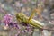 Grasshopper Locust & x28;Bombay Locust& x29; on green leaf the body is yel