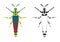 Grasshopper or Locust Vector Illustration