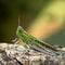 Grasshopper on Log
