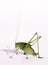 Grasshopper long antennae