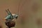 Grasshopper with Long Antennae