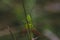 Grasshopper: long-winged conehead Conocephalus fuscus