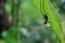 Grasshopper that looks like an alien sitting on the back of a green leaf in tropical rainforest