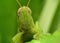 Grasshopper Macro close-up head shot