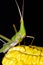 Grasshopper on maize