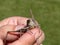 Grasshopper in man`s fingers closeup