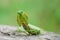 Grasshopper, mantis in Defensive Stance on tree stump