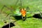 Grasshopper, Marino Ballena National Park, Costa Rica