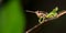 Grasshopper, Marino Ballena National Park, Costa Rica