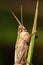 grasshopper is masked among green leaves in sunny for background