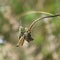 Grasshopper in a meadow (Chorthippus paralellus)