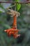 A grasshopper is moulting on branch.