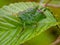 Grasshopper nymph walking on a  leaf