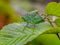 Grasshopper nymph on a wild blackberry leaf