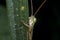 Grasshopper Orthoptera Caelifera
