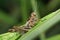 Grasshopper with parasitic mite, Satara, Maharashtra