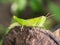 Grasshopper Perched on Decay leaf