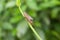 The grasshopper perched on a tree branch