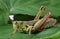 Grasshopper perching on green leaf