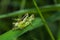 Grasshopper perching on green leaf