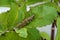 Grasshopper on plant leaf