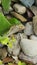 Grasshopper on plants near river rocks