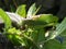 Grasshopper on the potatoe leaf is eating