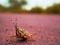 Grasshopper presented on concrete field blur natural background, wildlife insect lifestyle concept image