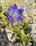 Grasshopper on purple mountain flower between rocks