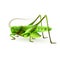 Grasshopper realistic isolated