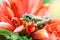 Grasshopper on a red flower