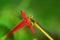 Grasshopper on Red Flower