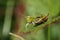 Grasshopper Relaxing on a leaf Closeup