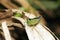 Grasshopper resting on dry leaves