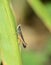 Grasshopper resting on a plant