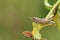 A Grasshopper, resting on the plant leaf in a meadow in autumn.