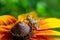 grasshopper resting on rudbeckia flower in garden