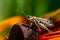 grasshopper resting on rudbeckia flower in garden