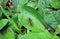 Grasshopper`s couple making love on the vibrant green leaf, closed up