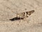 Grasshopper in Sand