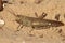 Grasshopper on sand