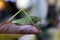 Grasshopper on a sheet of roses