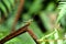 Grasshopper from the Sinharaja rainforest